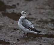 Grey Phalarope.jpg