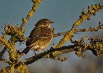 Meadow Pipit.jpg