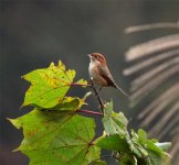 Bull-headed Shrike day 3.jpg