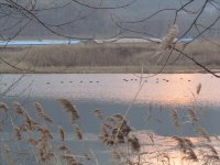 Common Coots.jpg