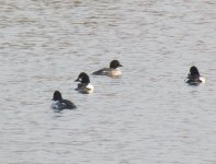 Common Goldeneye.jpg