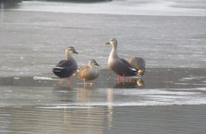 Eastern Spot-billed Duck.jpg