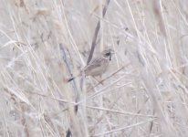 Ochre-rumped Bunting.jpg