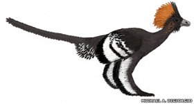 Anchiornis huxleyi.jpg