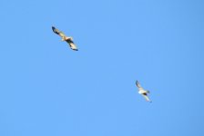 Eastern Buzzard and Peregrine.jpg