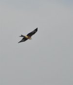 Web Red Kite 2.jpg