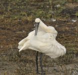 bf spoonbill V1 VA3 1720_DSC5433.jpg