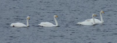 Whooper Swans.jpg