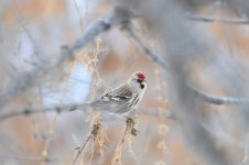 redpoll crop.JPG