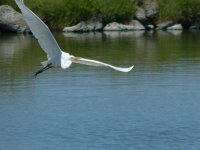 egret3.jpg