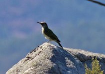 Green Woodpecker Foia 091011 LQ.jpg