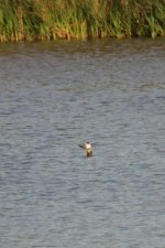 Arctic Tern(3).jpg