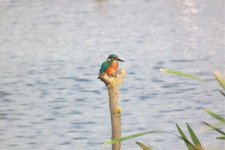 Kingfisher.jpg