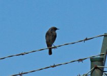 Redstart Black, Foia 131011 LQ.jpg