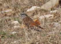 Rock Bunting, 1 Foia Oct 2011.jpg