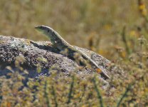 Occellated Lizard  Foia 091011 LQ.jpg
