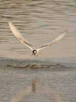 Web Artic Tern Flight.jpg