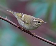 Yellow-browed Warbler imm .jpg