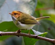 Rufous-faced Warbler.jpg