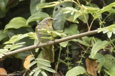 stripeThroatedBulbul.jpg