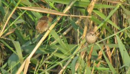 Vinous-throated Parrotbills.jpg