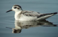 grey phal.jpg