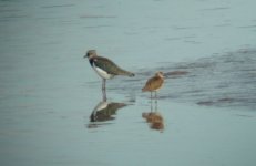 lapwing and ruff.jpg