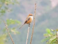 Bull-headed Shrike.jpg