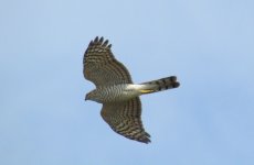 Eurasian Sparrowhawk.jpg