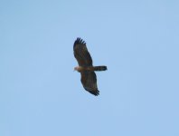 Oriental Honey Buzzard 1.jpg