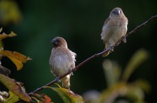 DSCN7674 Spotted Munia - evening light.jpg