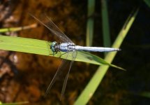 DSCN7633 Marsh Darter.jpg