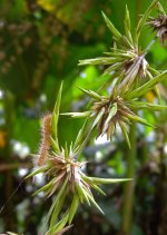 DSCN7625 flowering bamboo - bf.jpg