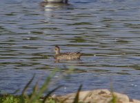 Garganey Moors 170911.jpg