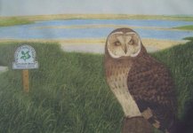 Short eared owl.jpg