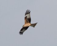 Red-Kite-IMG_2279.jpg