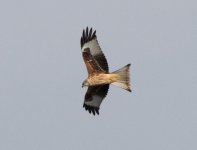 Red-Kite-IMG_2281.jpg