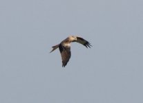 Red-Kite-IMG_2291.jpg