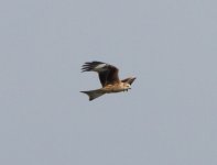 Red-Kite-IMG_2292.jpg