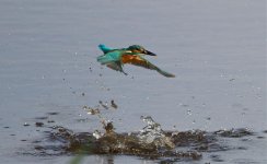 Kingfisher-IMG_2307a.jpg