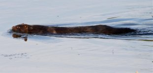 Mink-IMG_2336a.jpg