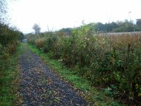 west path after willows coppiced.jpg