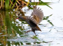 Water-Rail-IMG_2384a.jpg