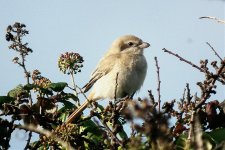 Isabelline Shrike.jpg