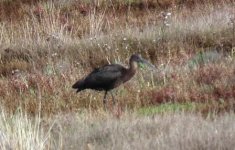 Glossy Ibis.jpg