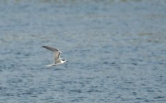 Web Tern at Uw.jpg