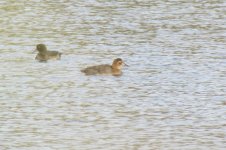 Common Pochard.jpg