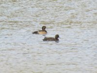 Tufted Duck.jpg