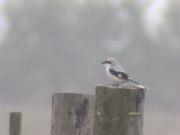 Great Grey Shrike 20111108 Shellness Swale NNR (1) - Copy.JPG