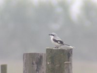 Great Grey Shrike 20111108 Shellness Swale NNR (3) - Copy.JPG